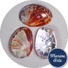 Polished Red Abalone - Decor Pack